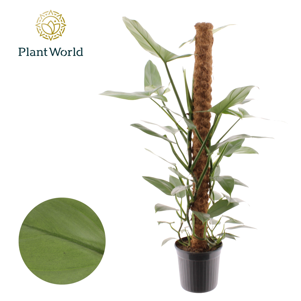 Philodendron Silver Sword Mosstok 100 cm.