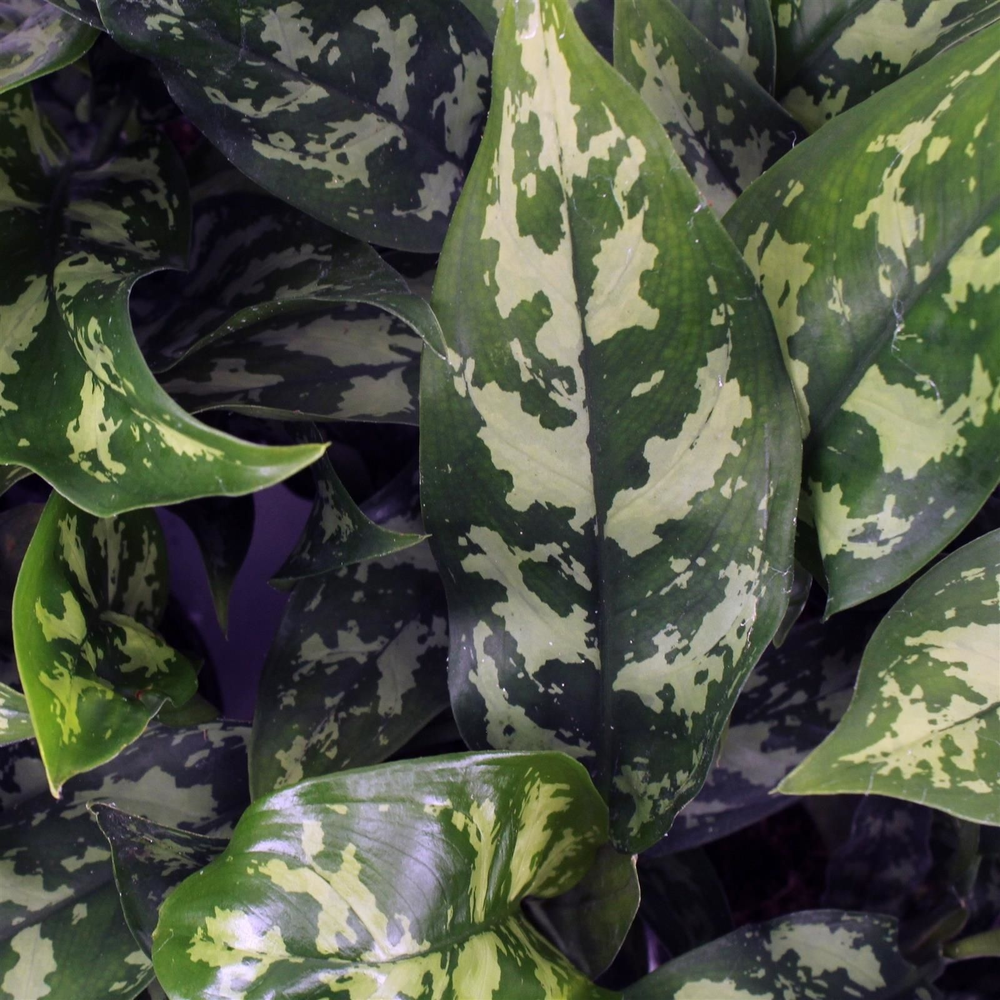 Green Agla 'Maria' (Aglaonema).