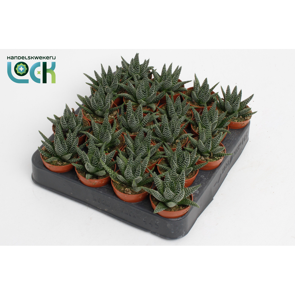 Haworthia Margaritifera.