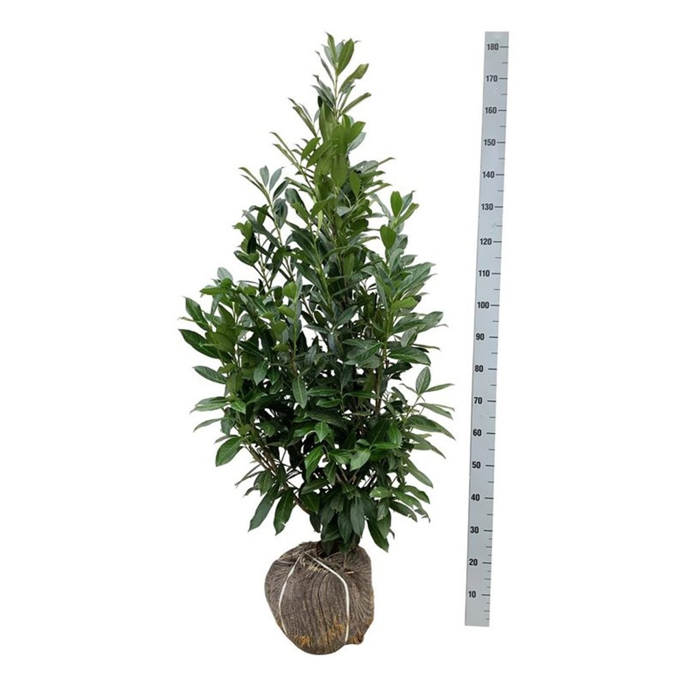 Prunus laur. 'Caucasica'.