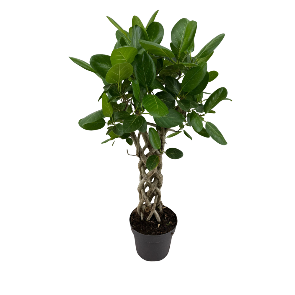 Ficus Benghalensis Audrey koker p24.