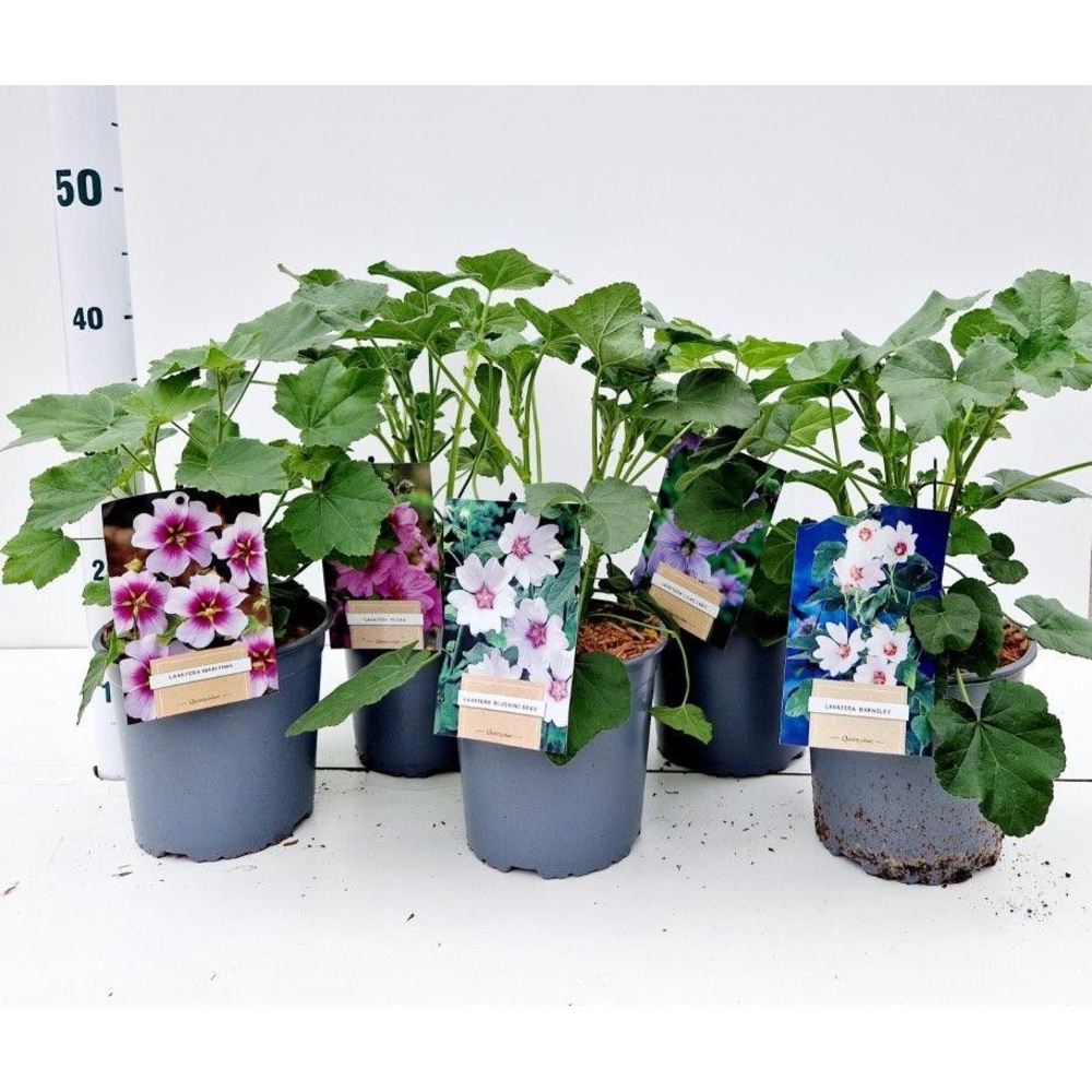 Lavatera Mix (minimum order one layer).