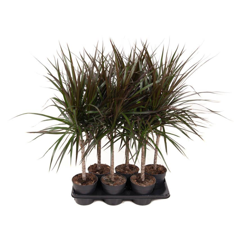 Dracaena Magenta 15cm stam P13.