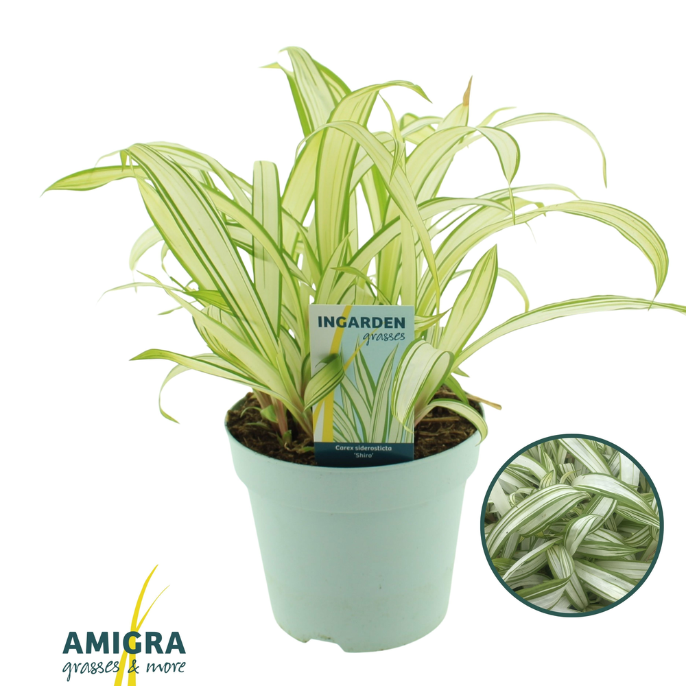 Carex siderostica Shiro.