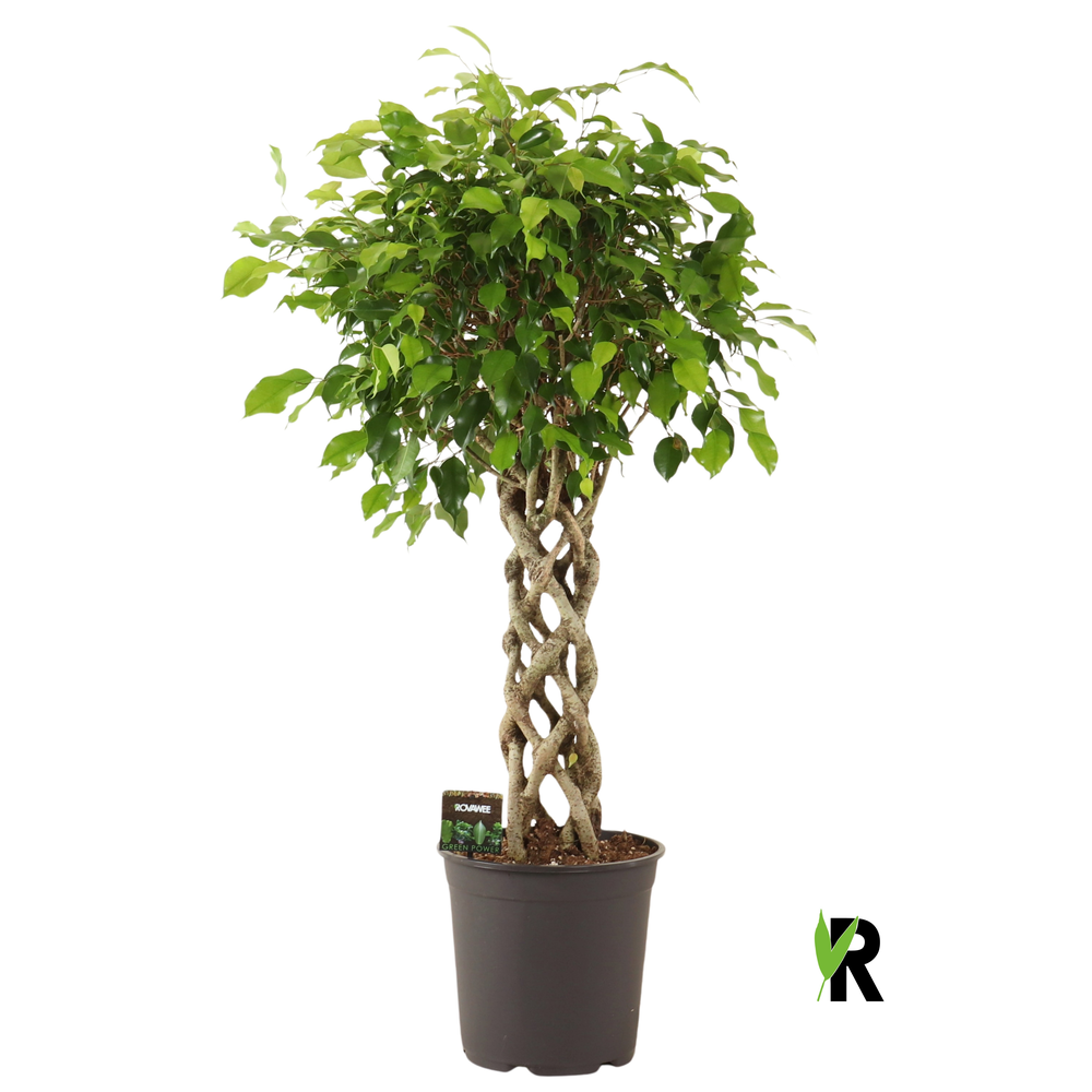 Ficus benj. Exotica gevlochten cilinder.