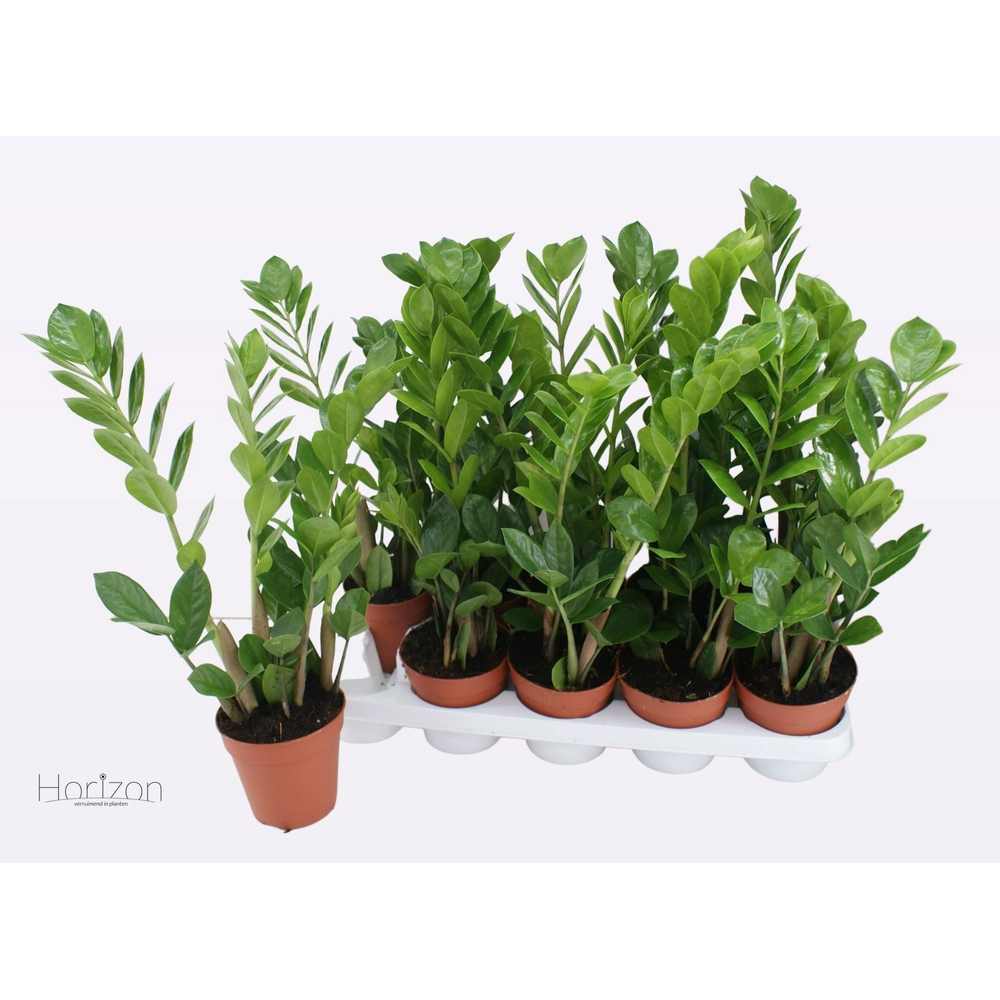 Zamioculcas Zamiifolia.