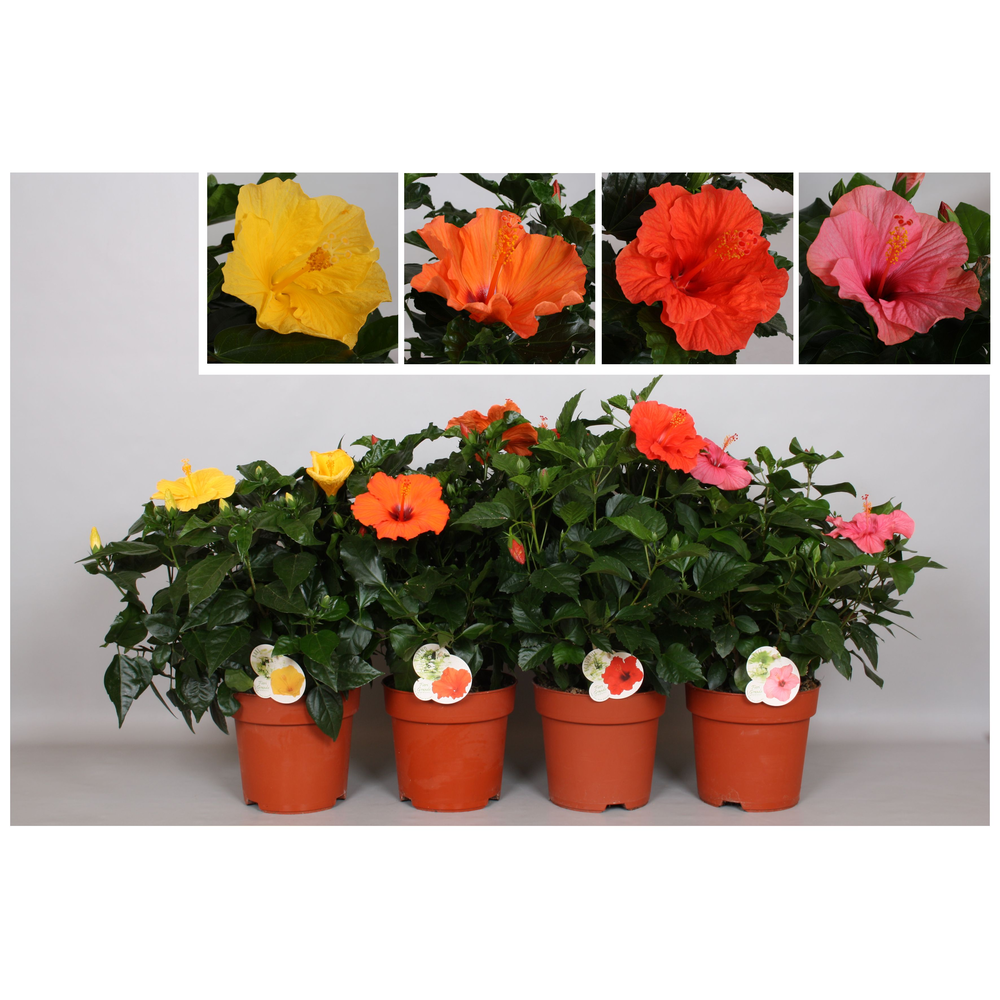 Hibiscus Fiori Grande 'gemengd'.