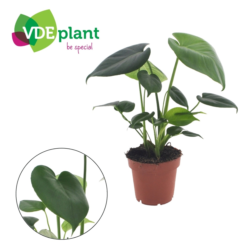 Monstera Tauerii 12cm.