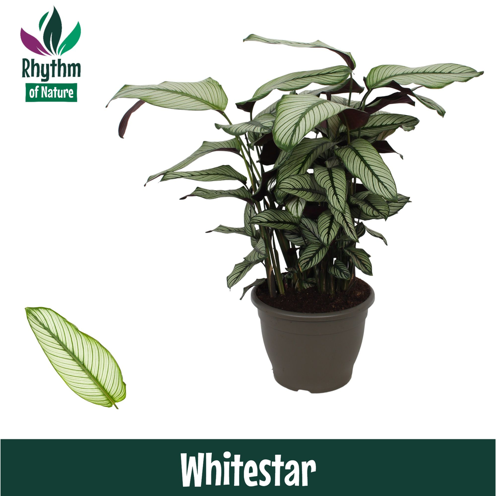 Calathea 32cm Whitestar - Rhythm of Nature.