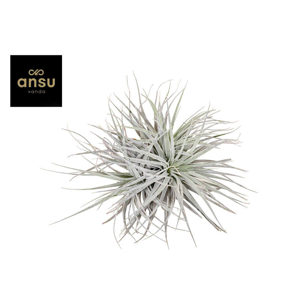 Tillandsia Super Silver XL.