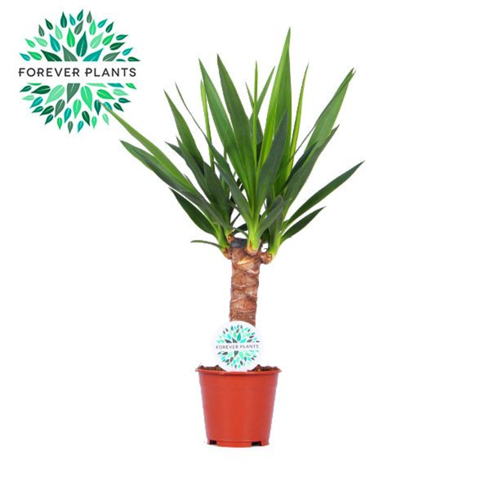 Yucca p14, 30 cm (3+ KOP).