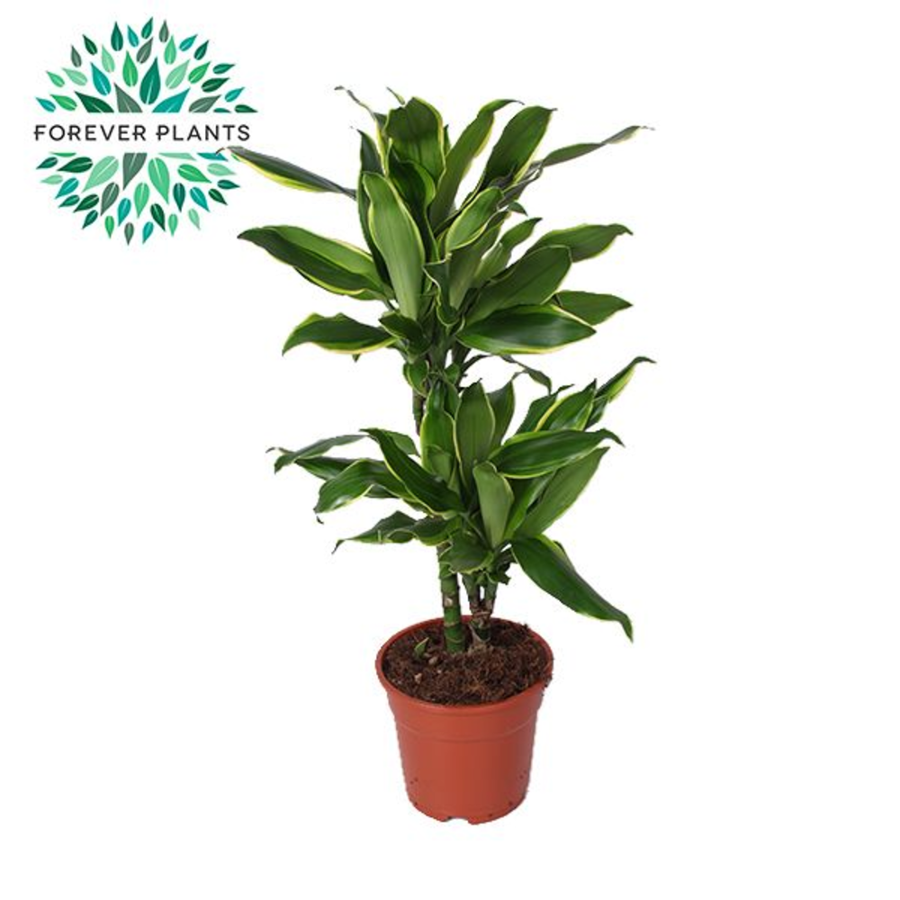 Dracaena Golden Coast p17, 30-10.