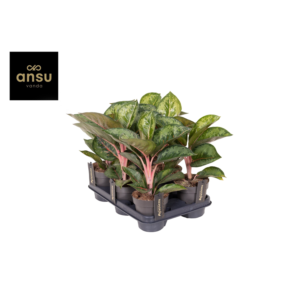 Aglaonema Camo Rubina.