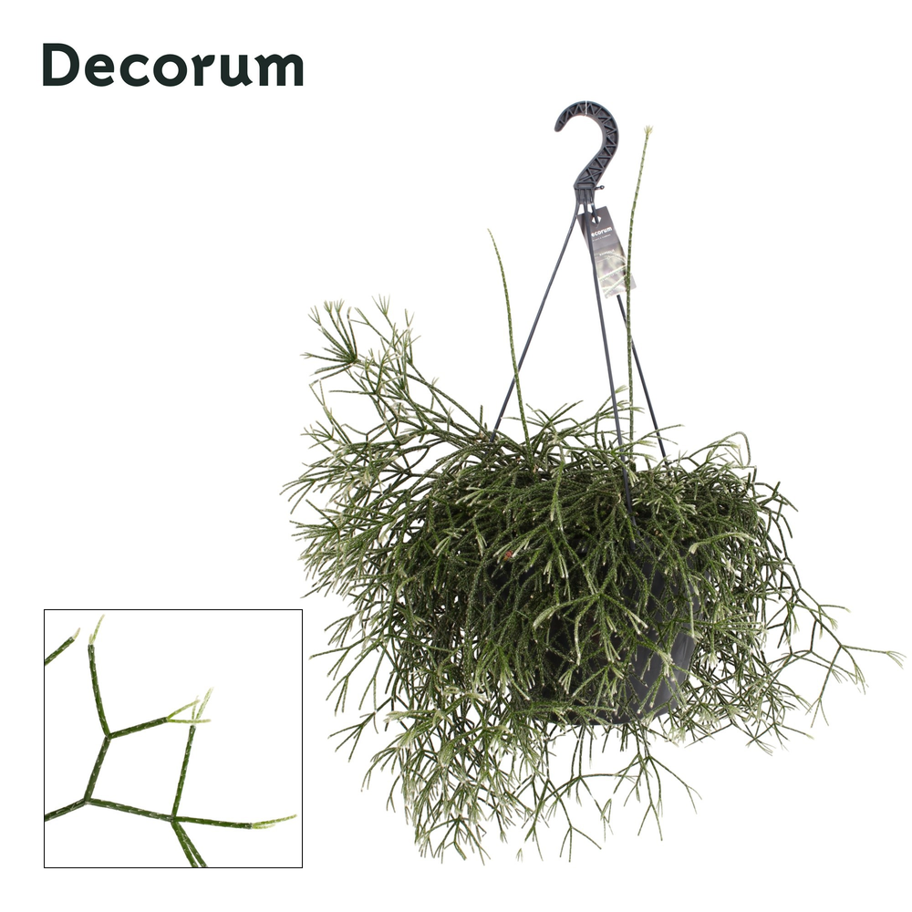 Rhipsalis pilocarpa XXL.