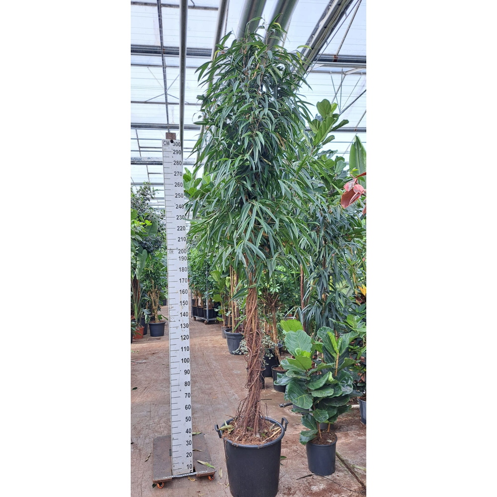 Ficus Alii gedraaide stam 340.