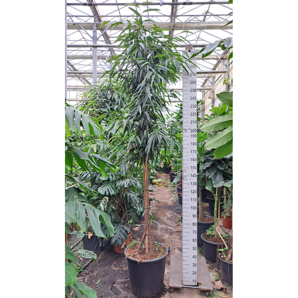 Ficus Alii gedraaide stam 340.