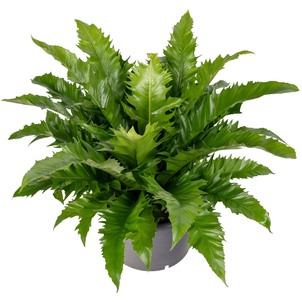 Asplenium Gioia.