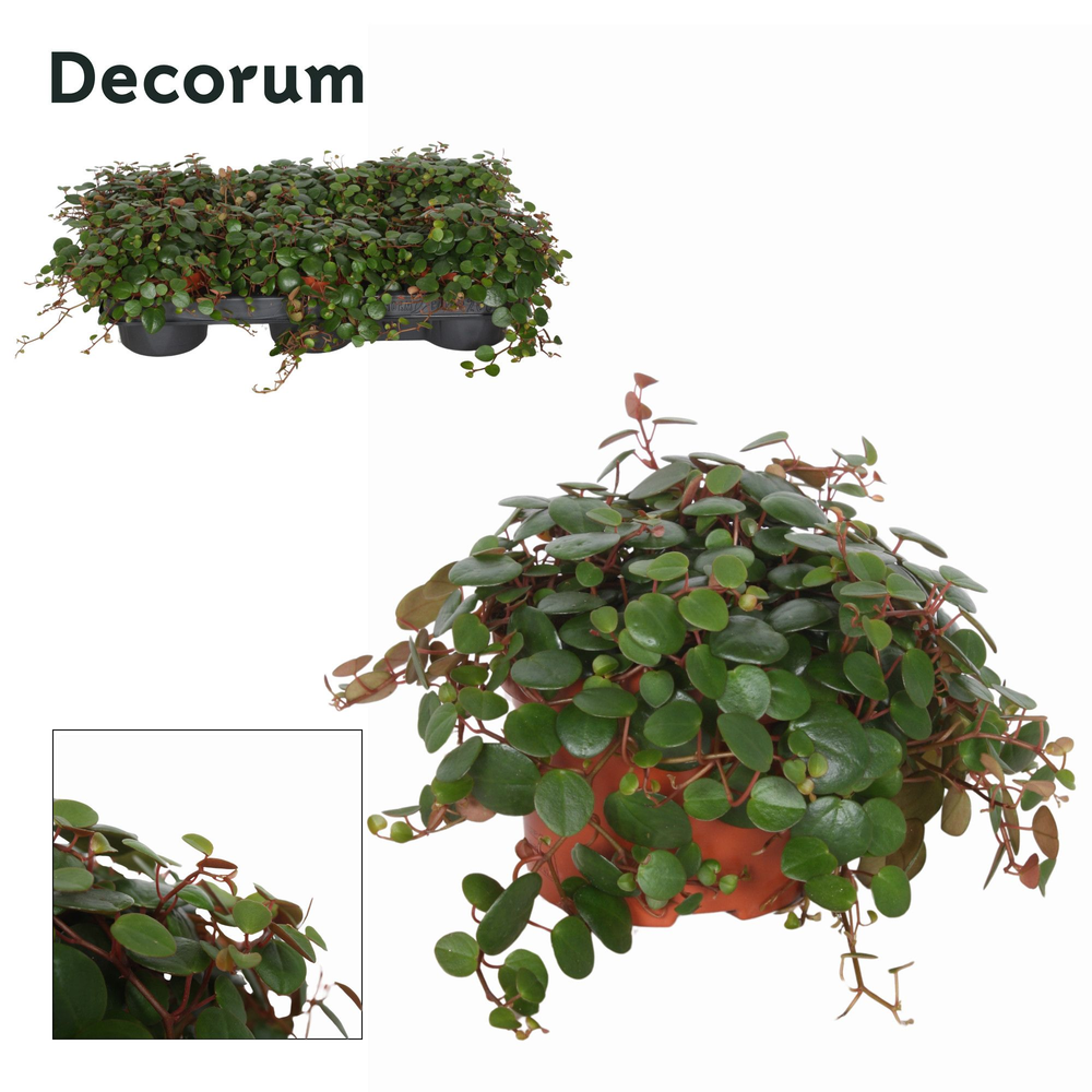 Peperomia Pepperspot 10,5 cm.