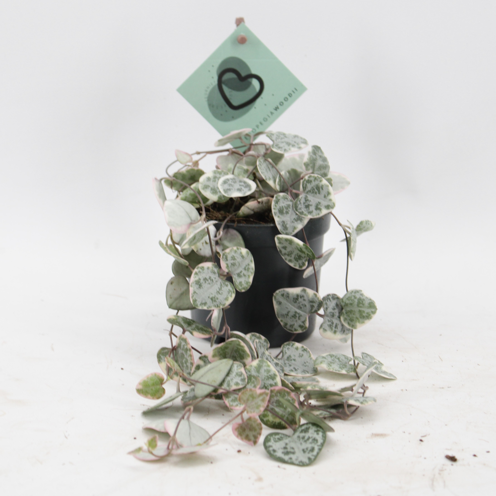 Ceropegia Woodii Variegata.