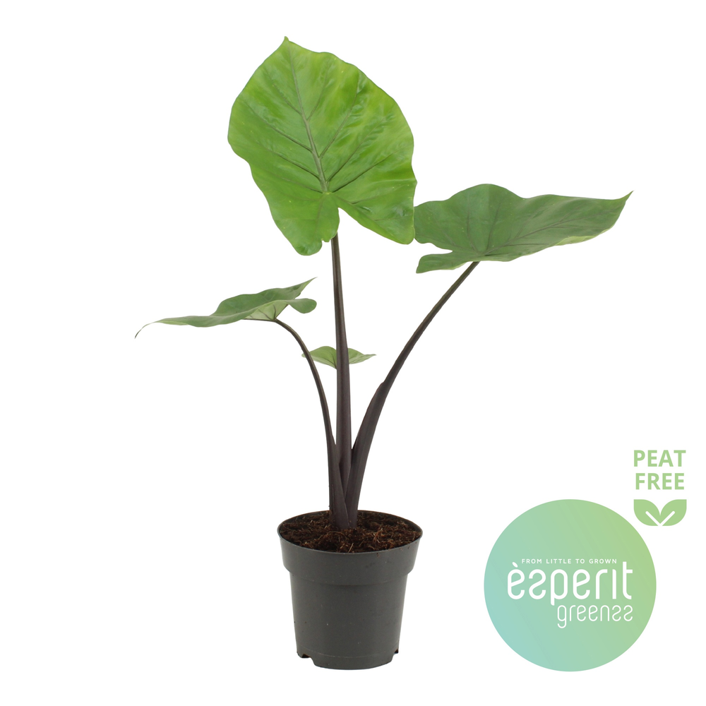 Alocasia Black Cobra.