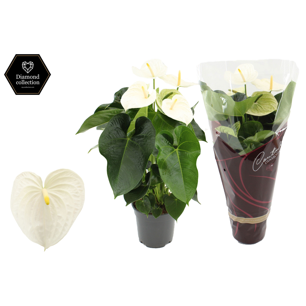 Anthurium 17 cm Alpine in Couture Diamond sleeve.
