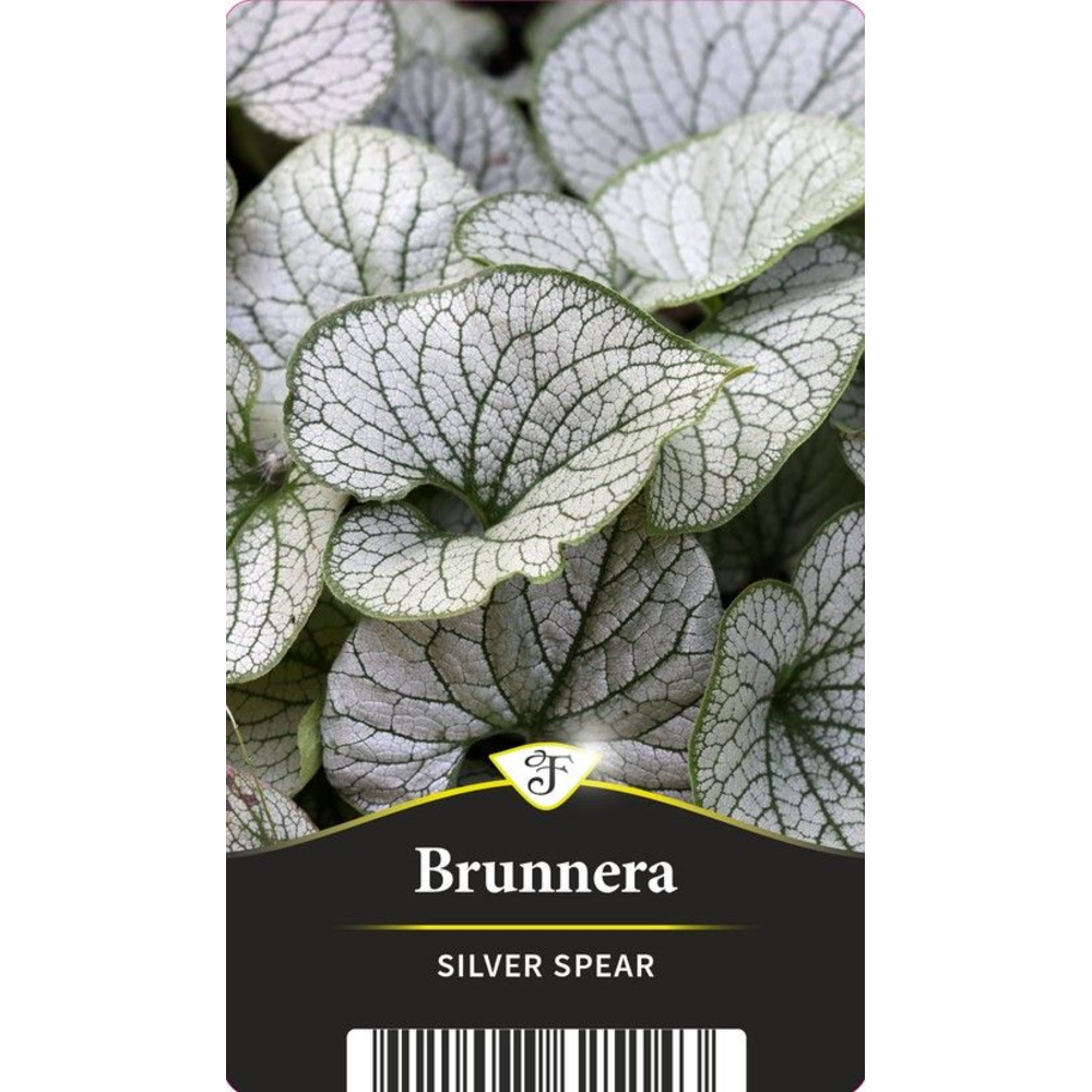 Brunnera Silver Spear.