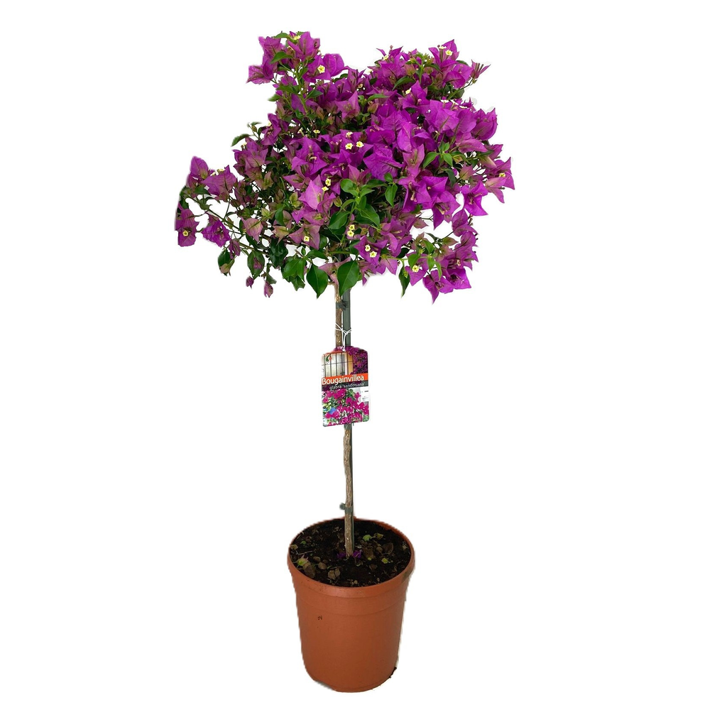 Bougainvillea glabra 'Sanderiana'.