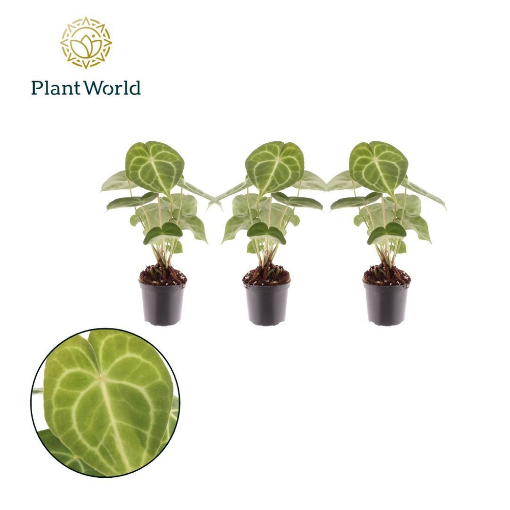 Anthurium Clarinervium 7cm.