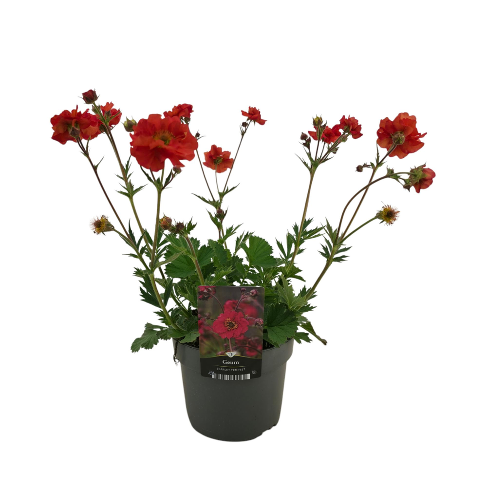 Geum Tempest Scarlet.