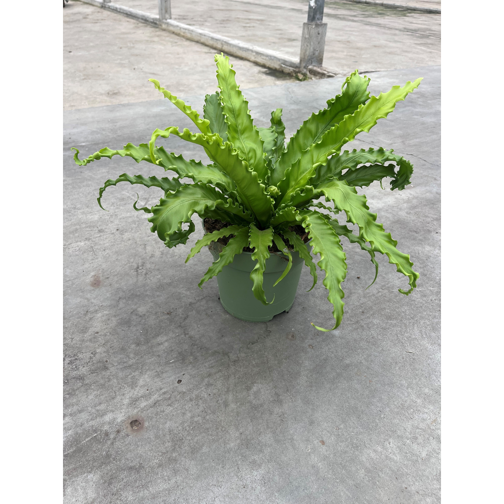 Asplenium antiquum Osaka.