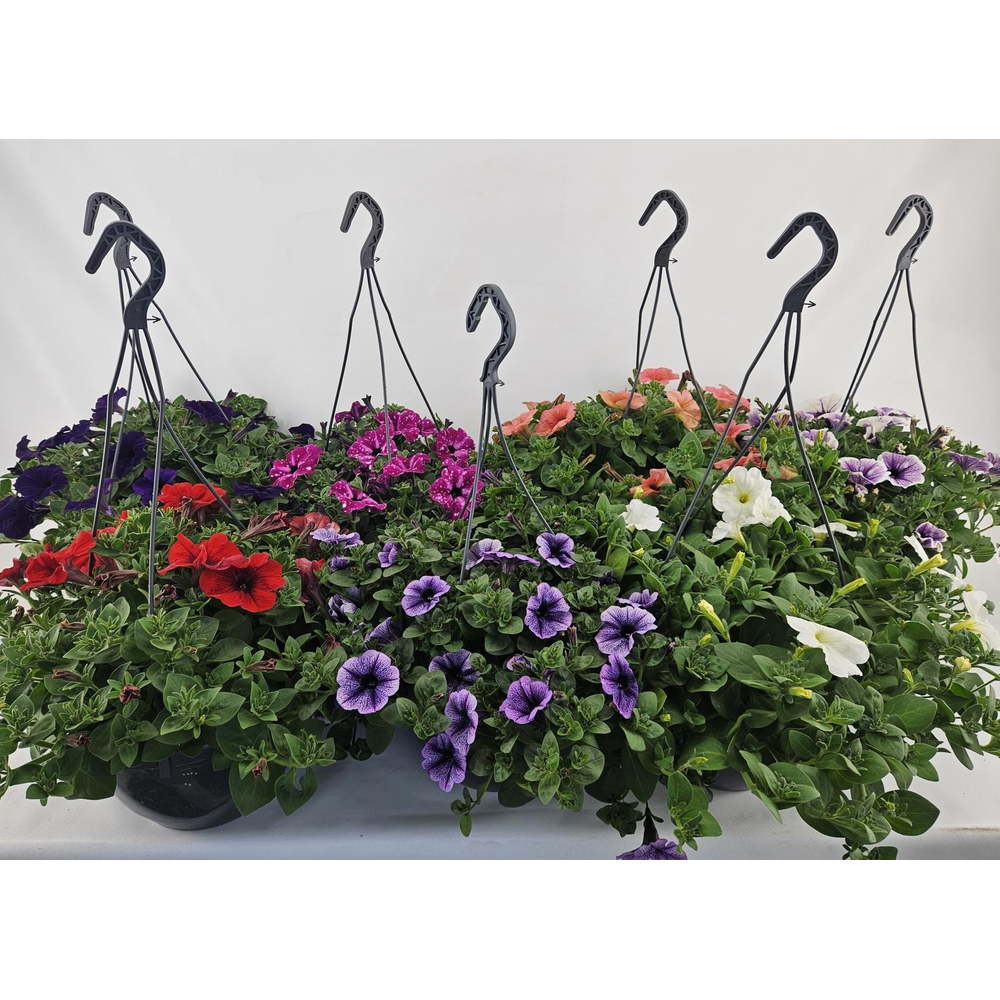 Pt9227 hangpot Petunia.