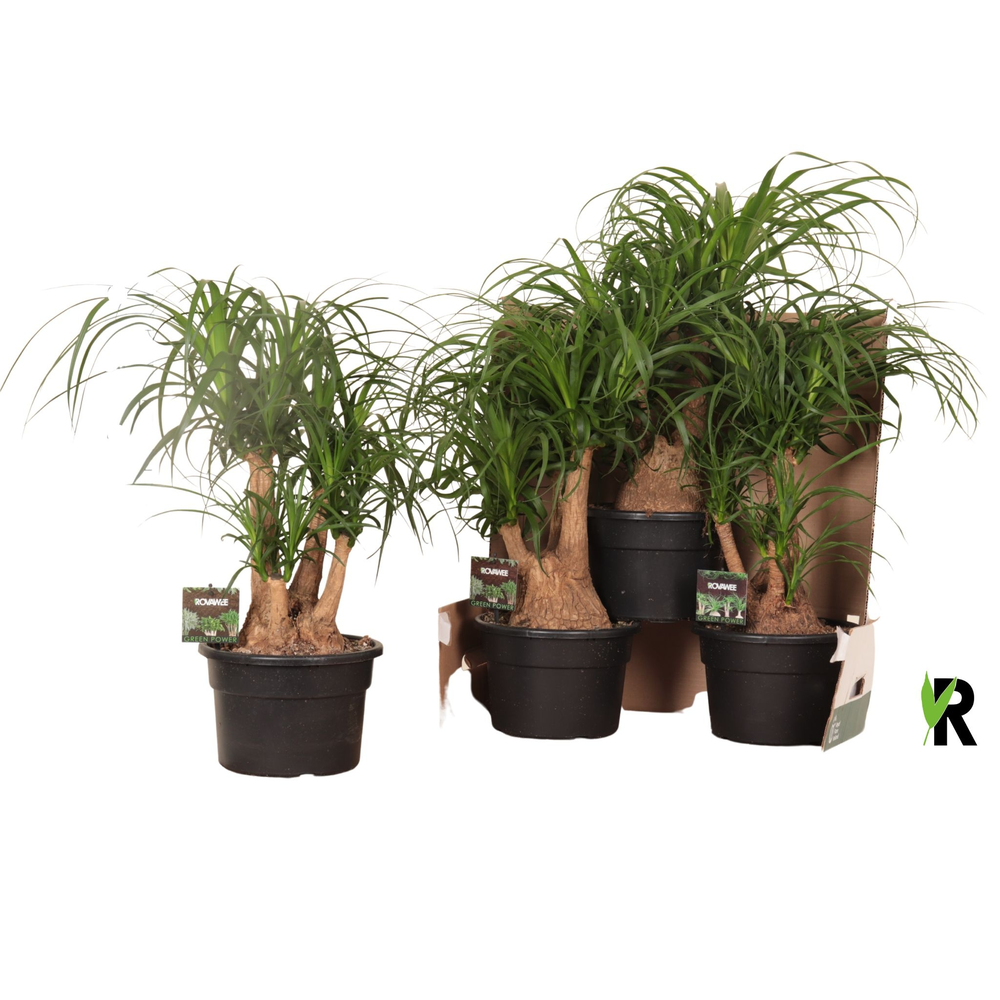 Beaucarnea rec. vertakt in fust 352.