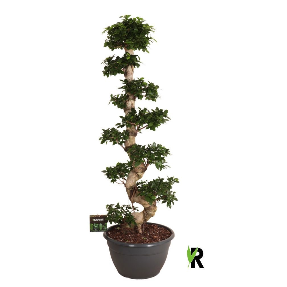 Ficus micr. S-type in kunststof sierpot.