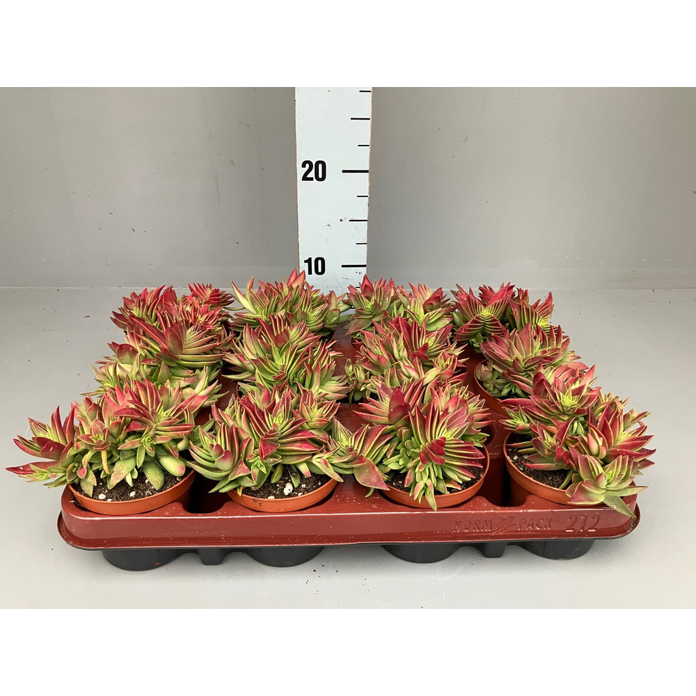 Crassula Corumbulosa.