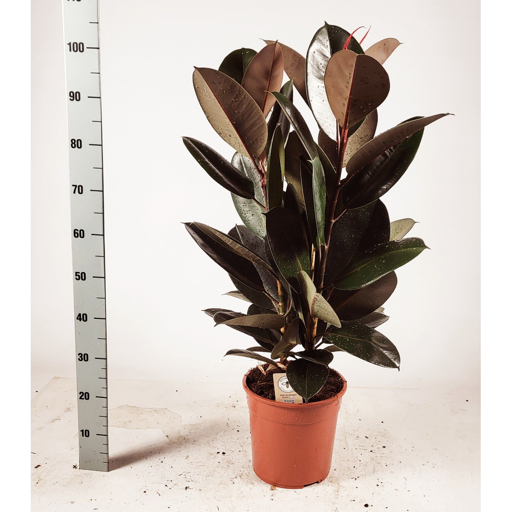 Ficus elastica 'Abidjan' Toef 100cm.