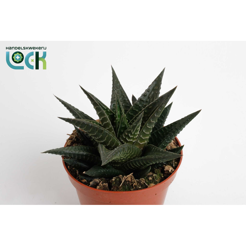 Haworthia Limifolia.