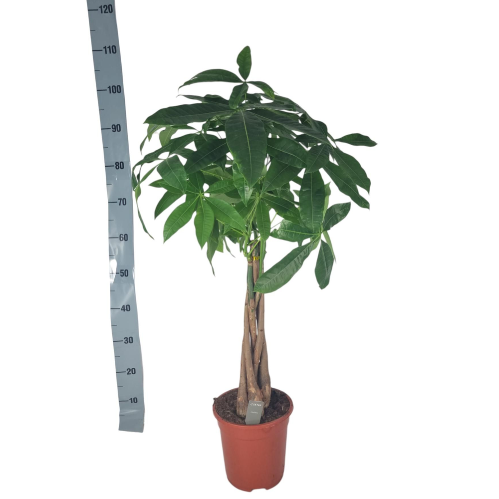 Pachira Aquatica 21 cm.