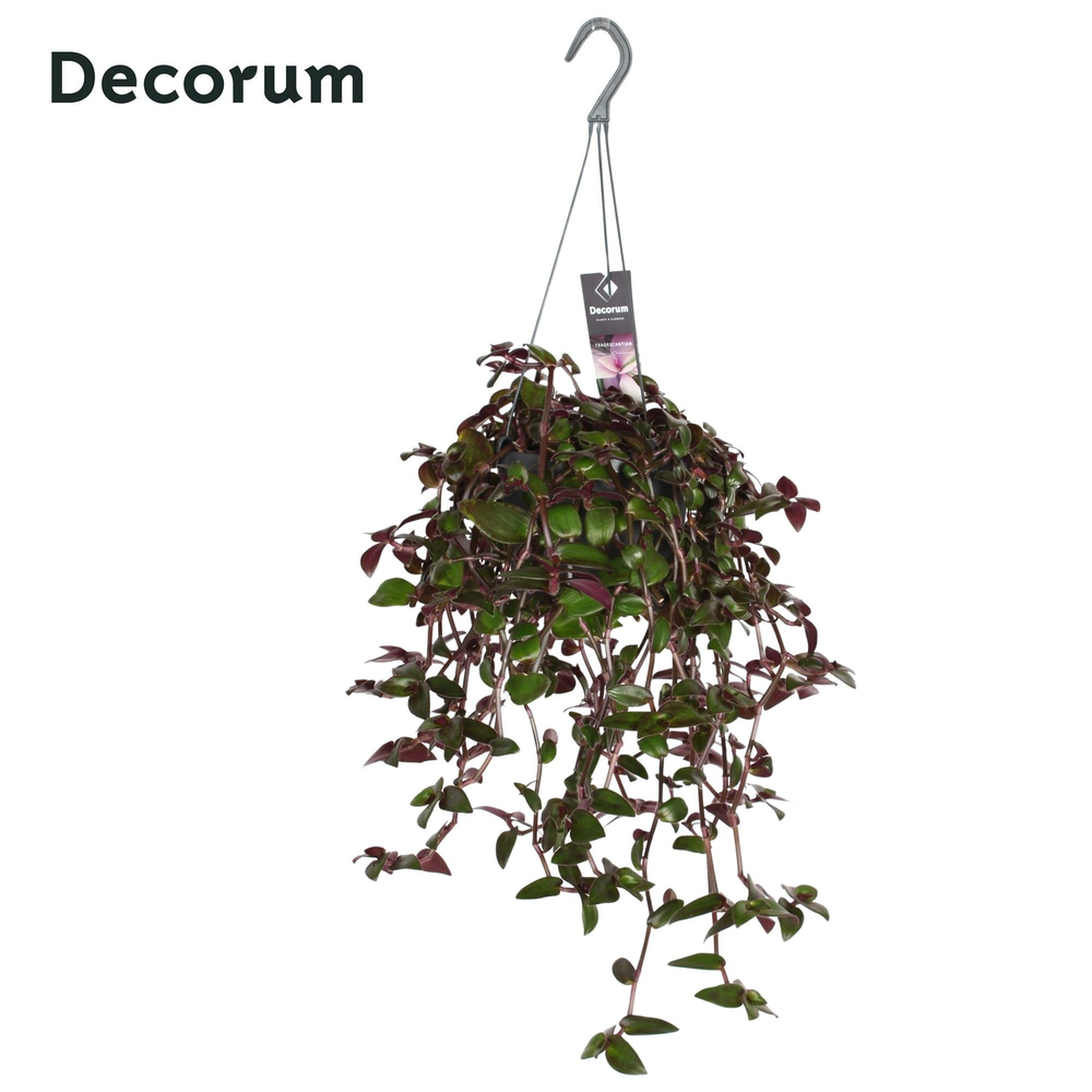 Tradescantia Velvet Hill.