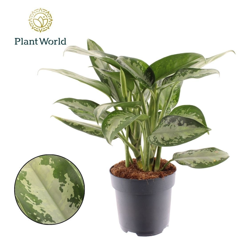 Aglaonema Jubilee Petite.
