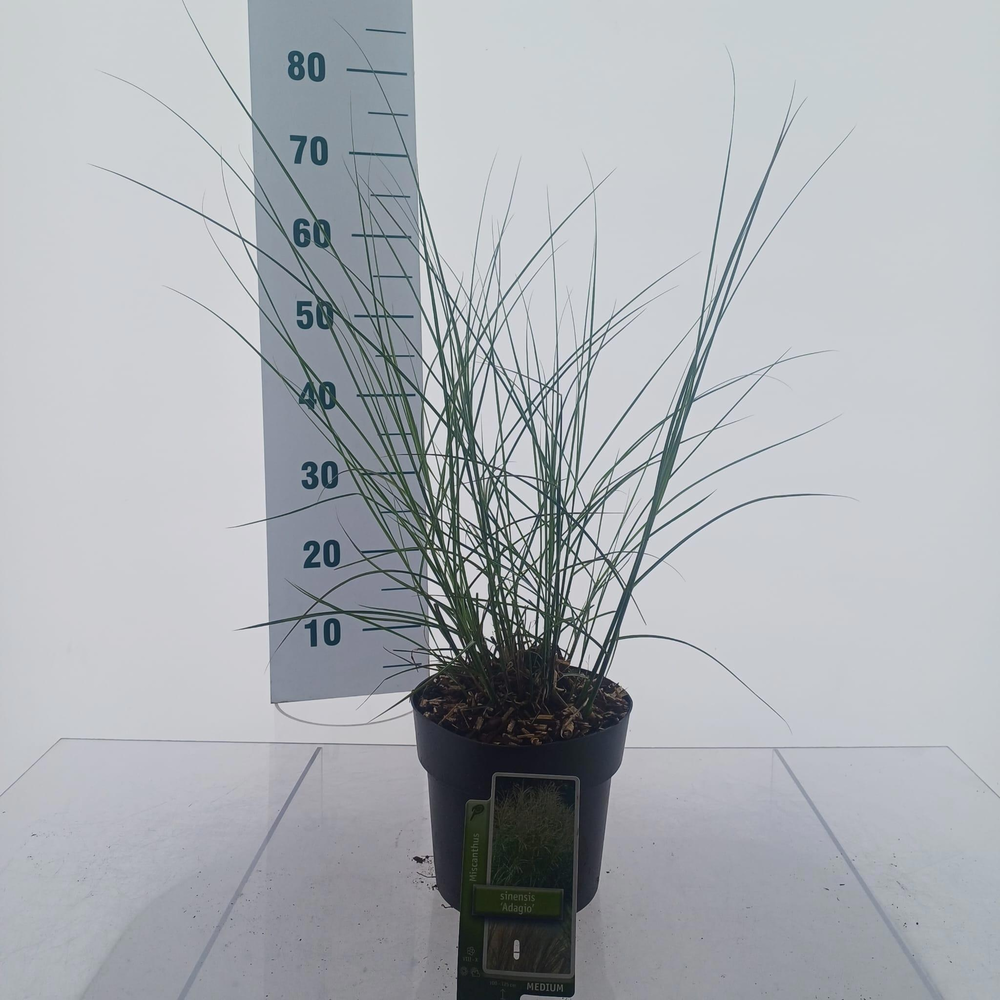 Miscanthus sin. 'Adagio'.
