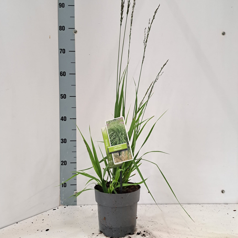 Molinia arundinacea 'Skyracer'.