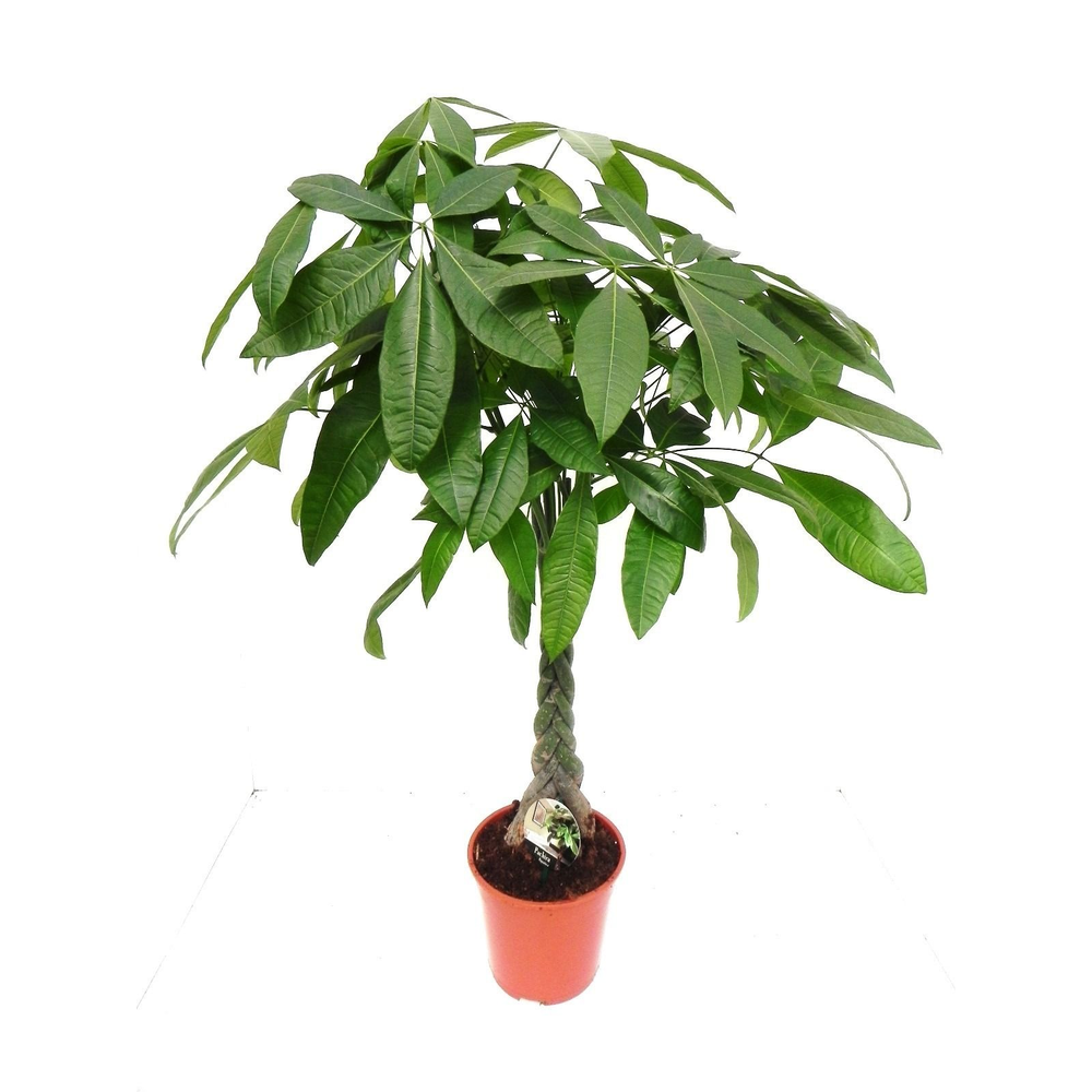 Pachira Aquatica 21 cm.