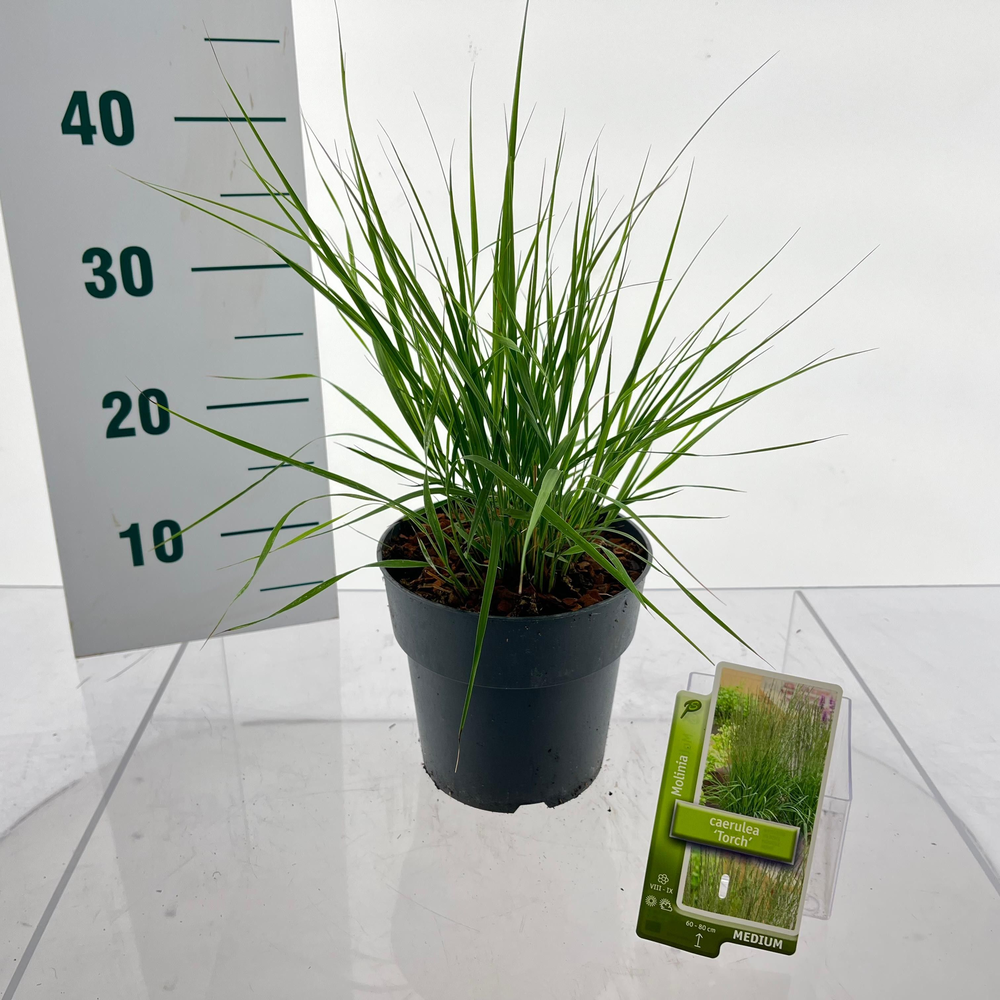 Molinia caerulea 'Torch'.