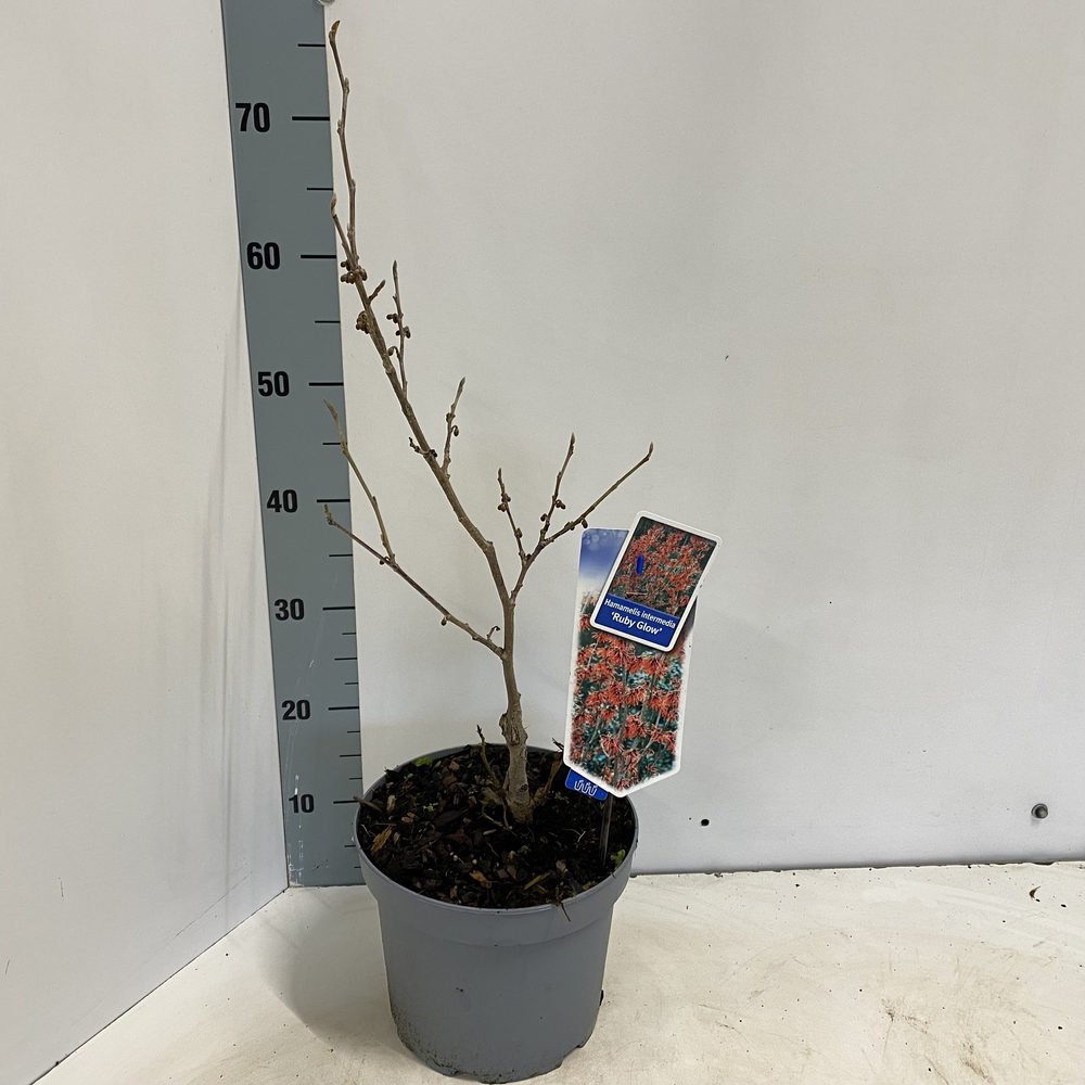 Hamamelis int. 'Ruby Glow'.