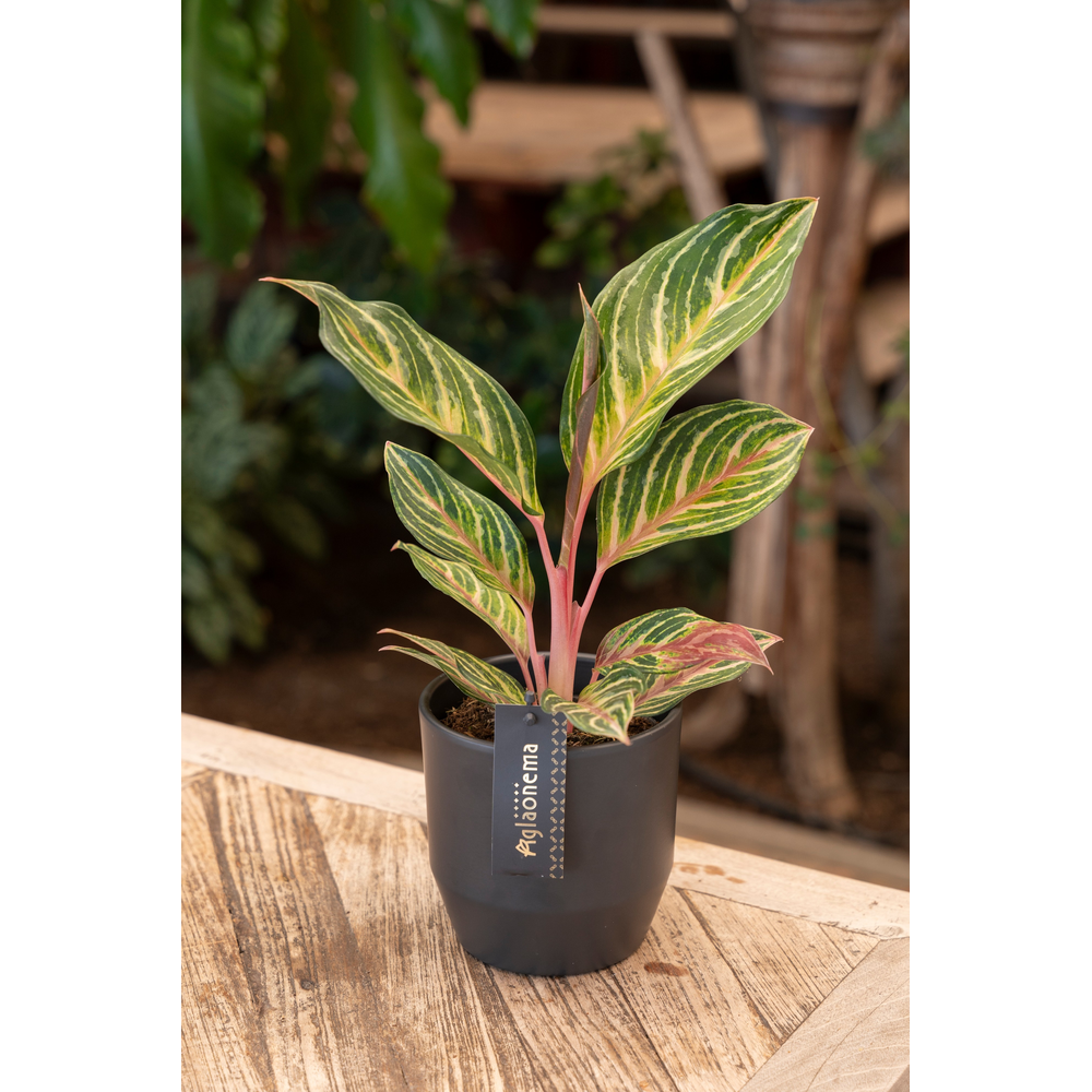 Aglaonema Dreamcatcher.