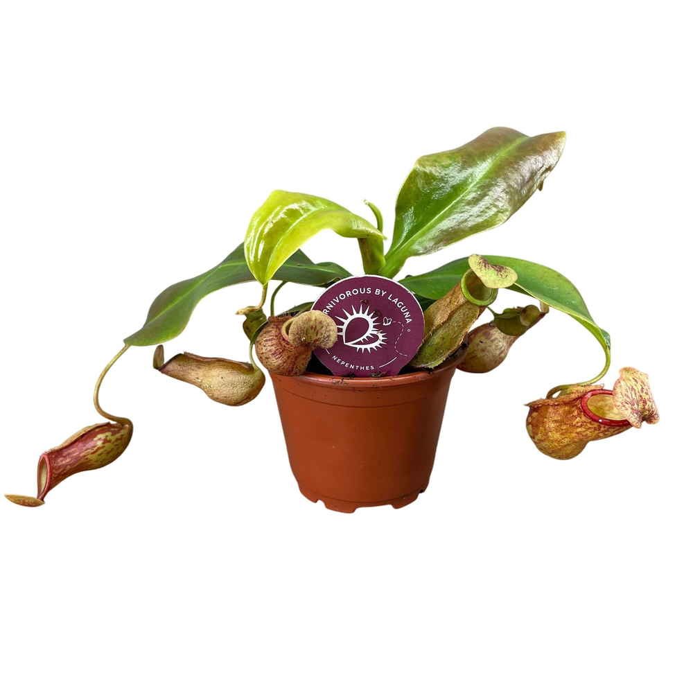 Nepenthes Gaya 8,5 cm.