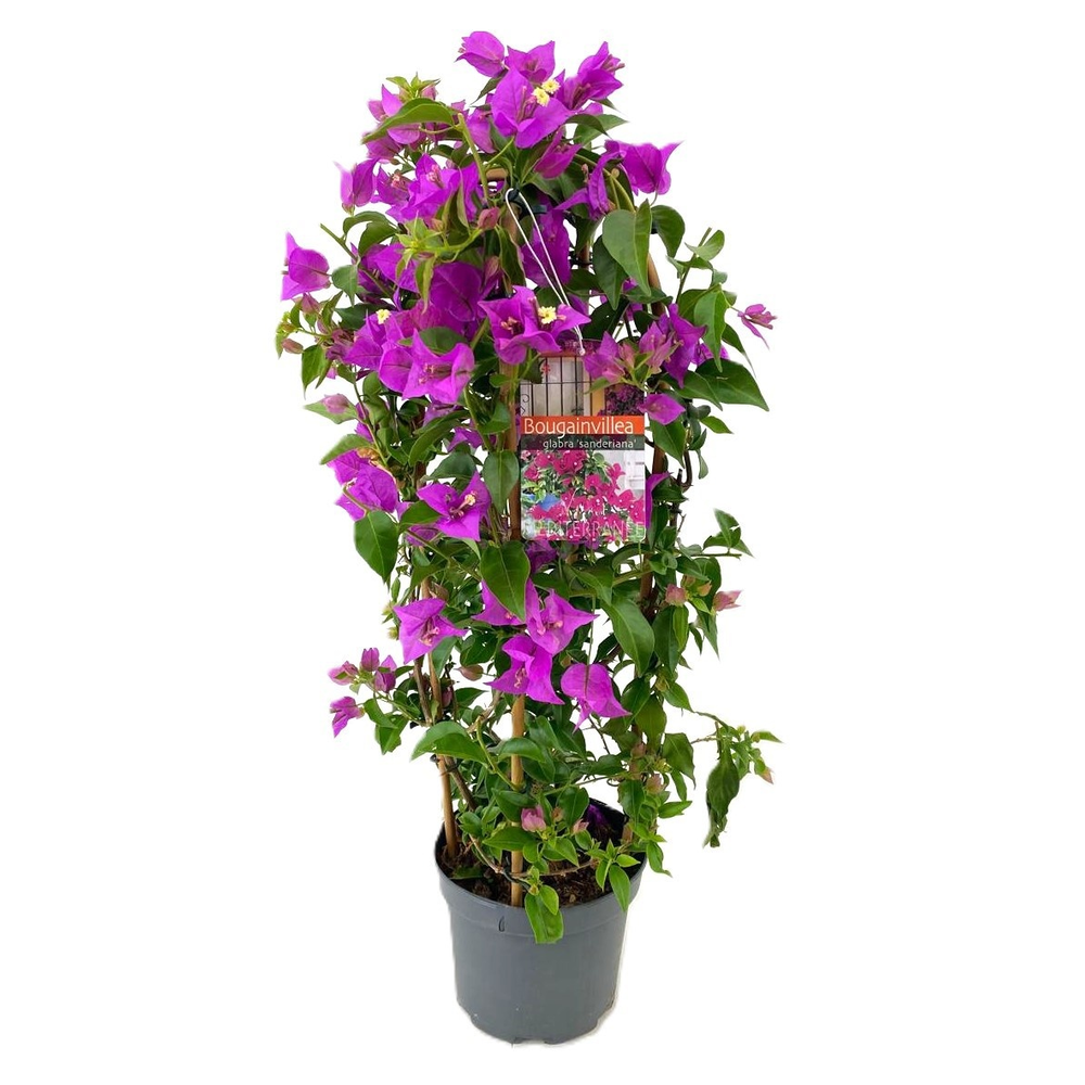 Bougainvillea glabra 'Sanderiana'.