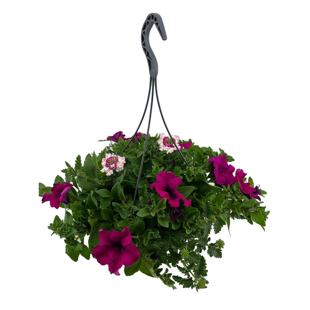 Pm9227peve hangpot mix Petunia Verbena.