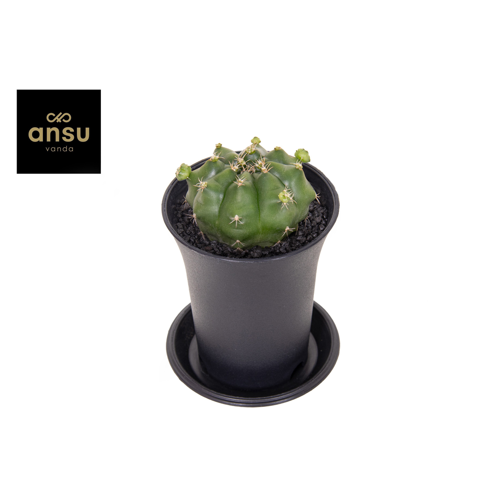 Gymno Cactus 'Froggy'.