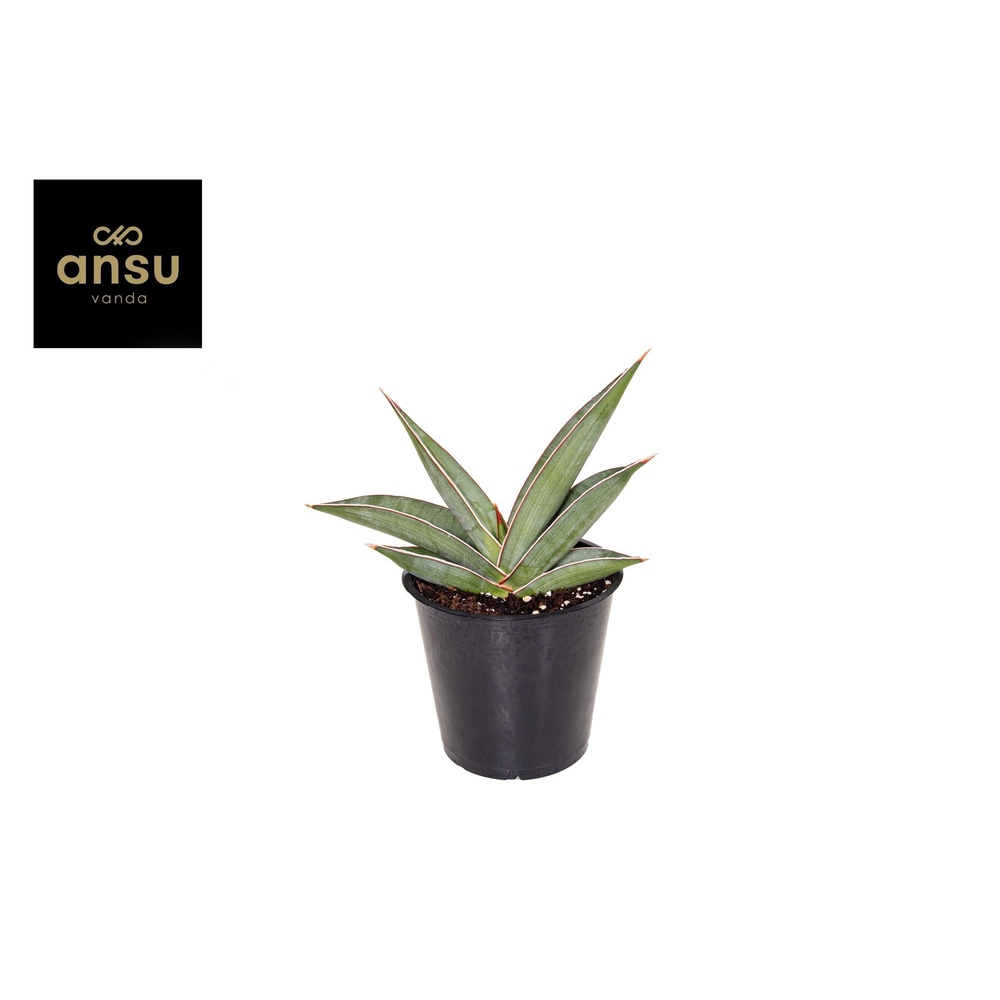 Sansevieria Almond Silver.